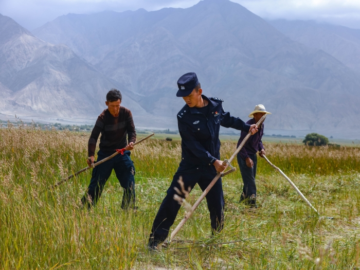图为王佳乐在帮助村民收割草料。