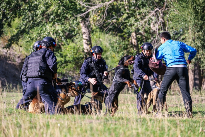 2023年9月15日，新疆塔城边境管理支队实训基地通过构设逼真实战环境，训导员正在开展警犬扑咬科目训练。