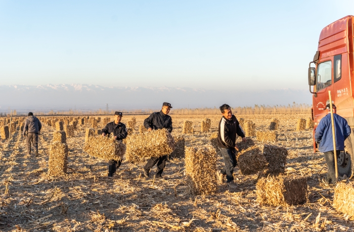 图二：11月16日，图为民警正在帮助农牧民群众搬运草料。