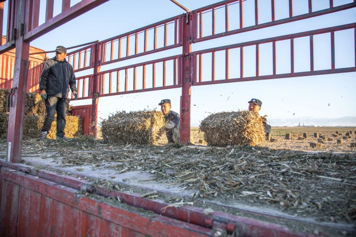 图九：11月16日，图为民警正在帮助农牧民群众搬运草料。