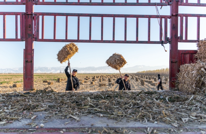 图七：11月16日，图为民警正在帮助农牧民群众搬运草料。