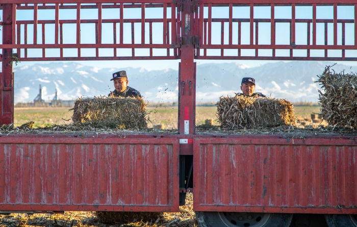 图十一：11月16日，图为民警正在帮助农牧民群众搬运草料。