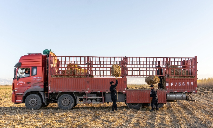 图五：11月16日，图为民警正在帮助农牧民群众搬运草料。